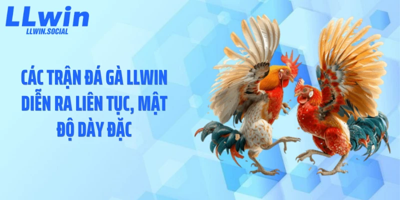 Các trận đá gà LLWIN diễn ra liên tục, mật độ dày đặc
