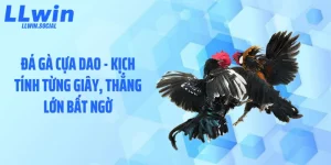 Đá Gà Cựa Dao - Kịch Tính Từng Giây, Thắng Lớn Bất Ngờ