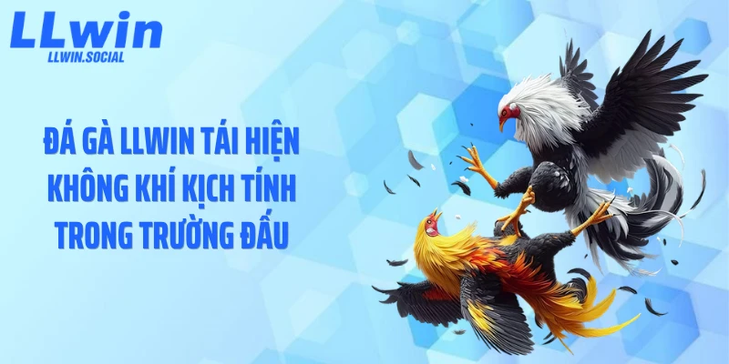 Đá gà LLWIN tái hiện không khí kịch tính trong trường đấu