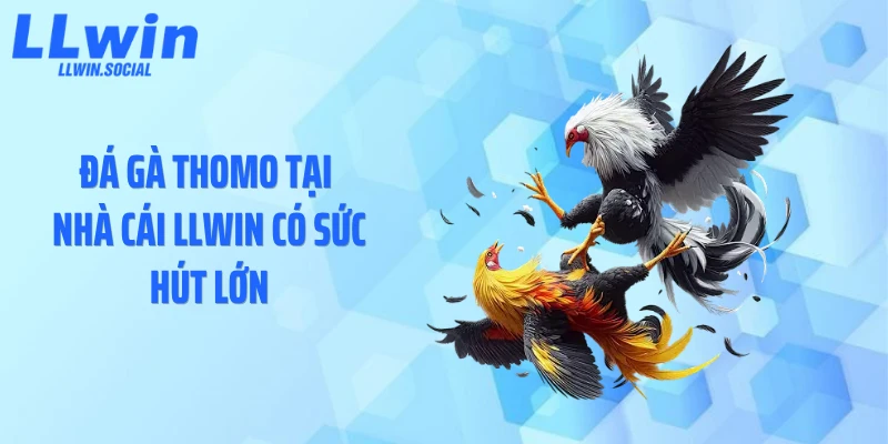 Đá gà Thomo tại nhà cái LLWIN có sức hút lớn