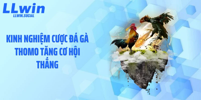 Kinh nghiệm cược đá gà Thomo tăng cơ hội thắng