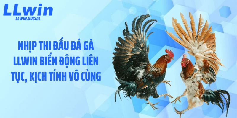 Nhịp thi đấu đá gà LLWIN biến động liên tục, kịch tính vô cùng