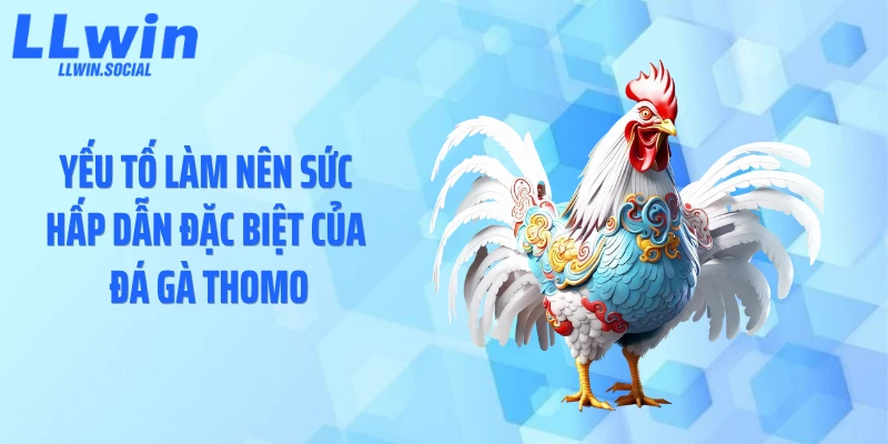 Yếu tố làm nên sức hấp dẫn đặc biệt của đá gà Thomo